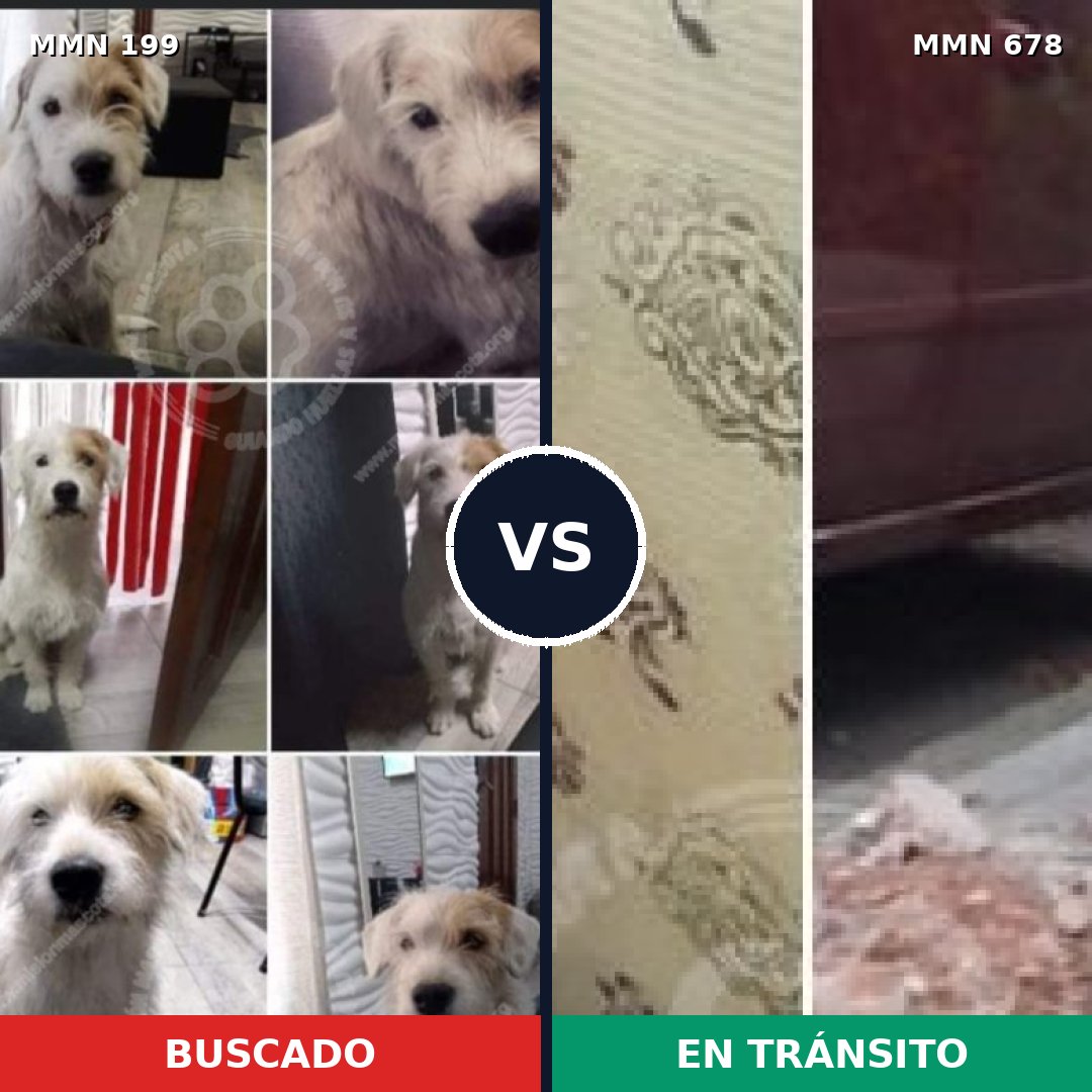 Comparativa MMS 4793: mascota perdida y mascota encontrada, 56% de similitud