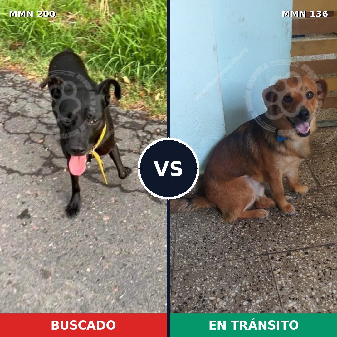 Comparativa MMS 4794: mascota perdida y mascota encontrada, 49% de similitud