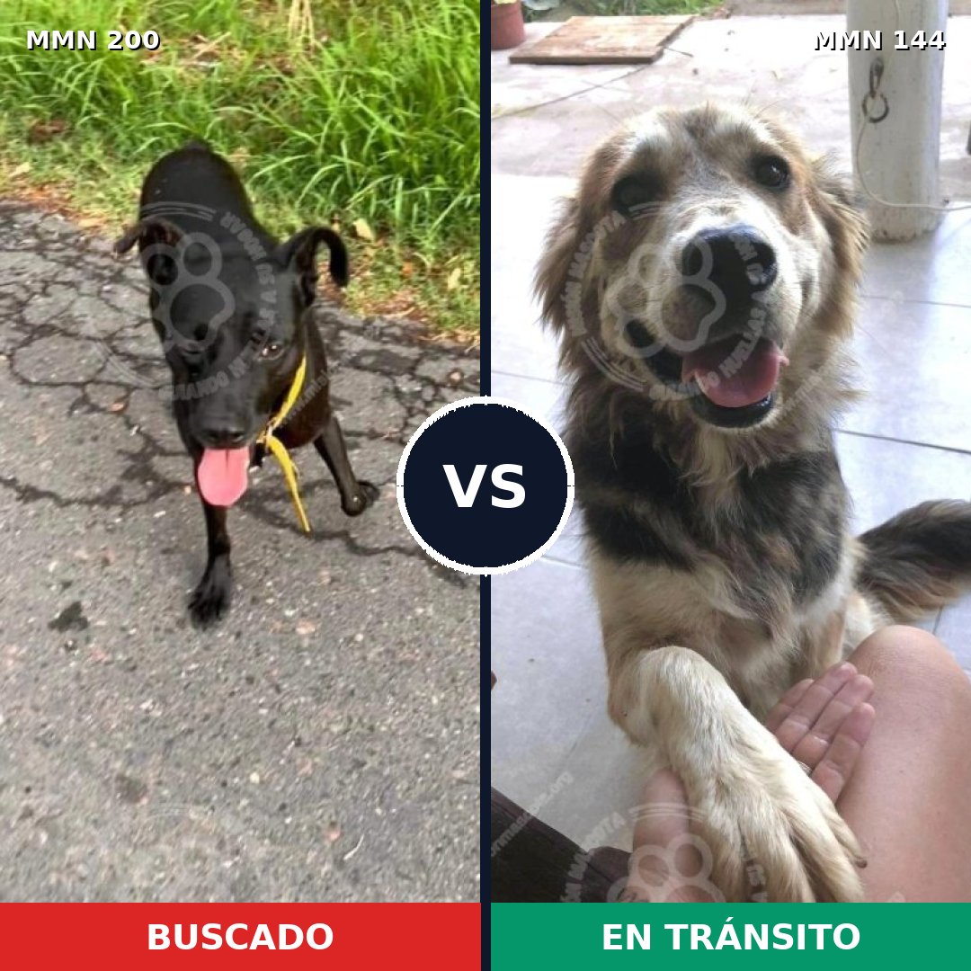 Comparativa MMS 4795: mascota perdida y mascota encontrada, 53% de similitud