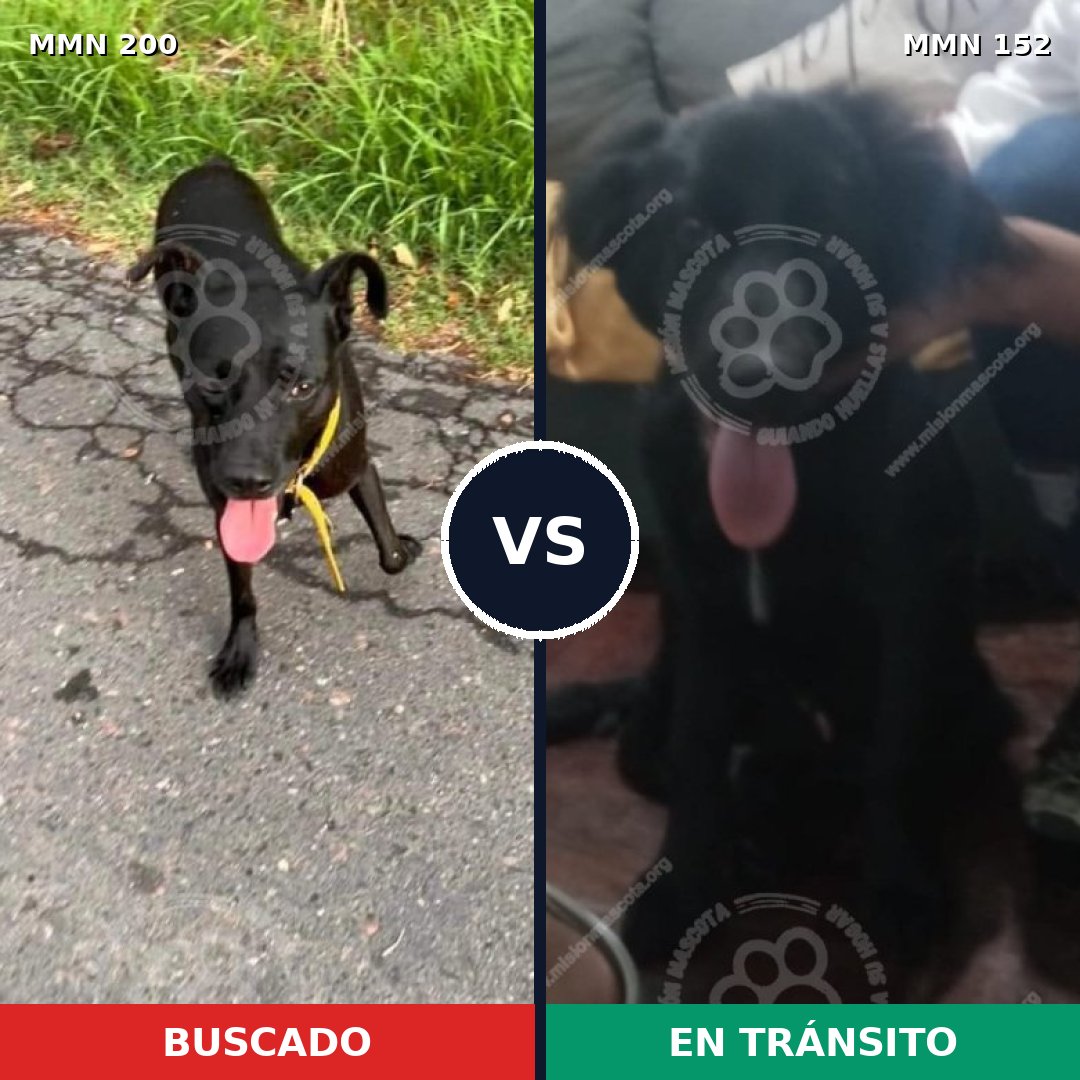 Comparativa MMS 4796: mascota perdida y mascota encontrada, 65% de similitud