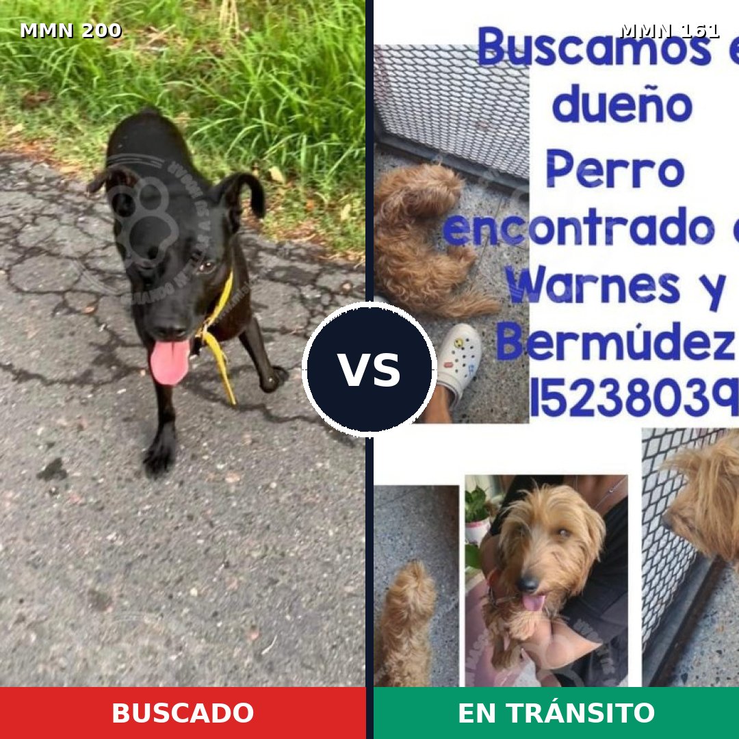 Comparativa MMS 4797: mascota perdida y mascota encontrada, 49% de similitud