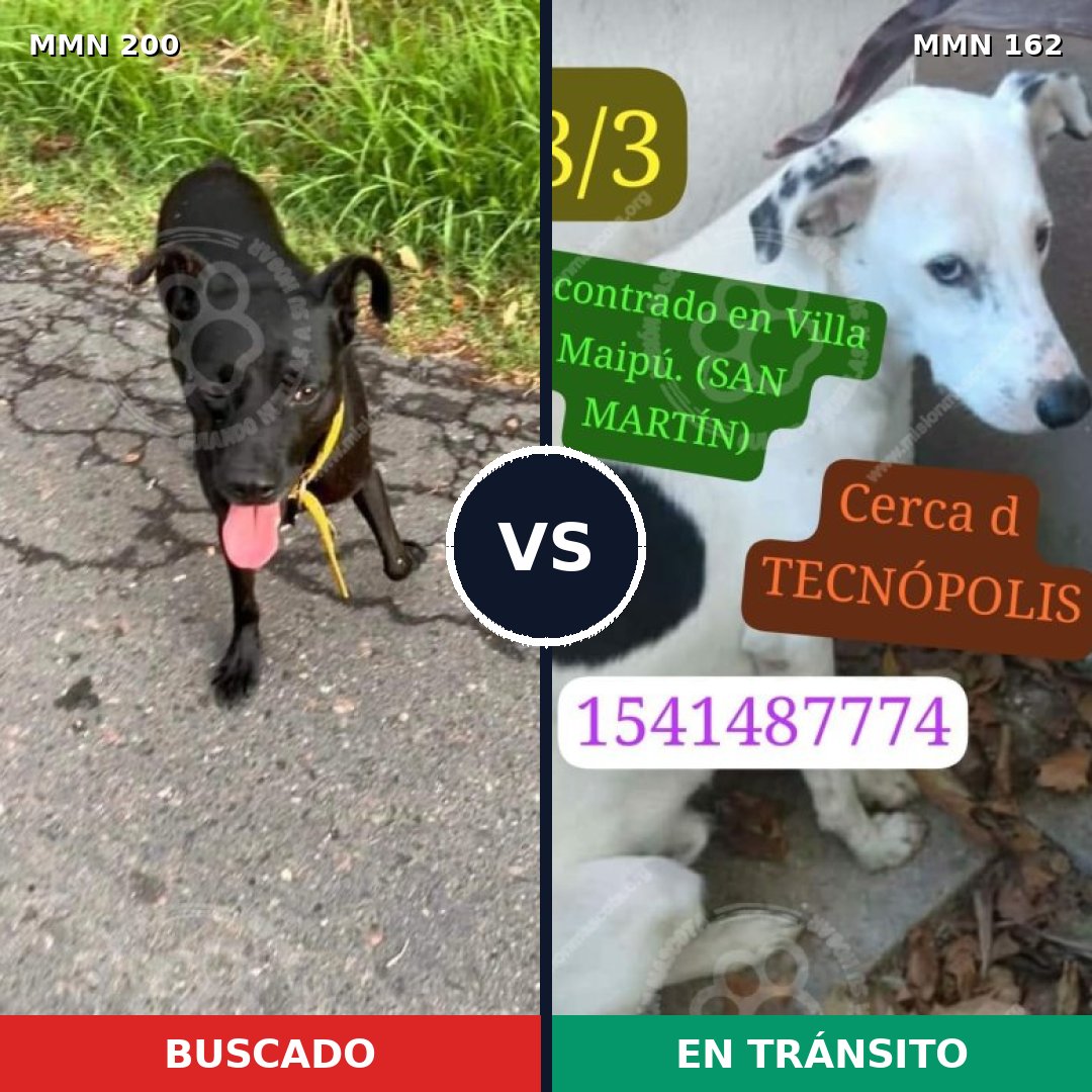 Comparativa MMS 4798: mascota perdida y mascota encontrada, 86% de similitud
