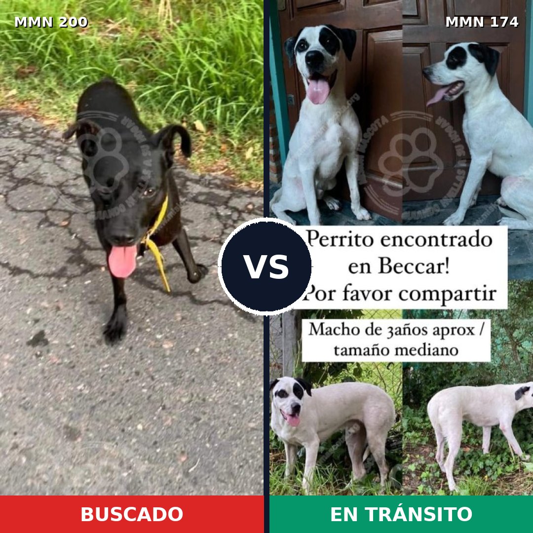 Comparativa MMS 4799: mascota perdida y mascota encontrada, 86% de similitud