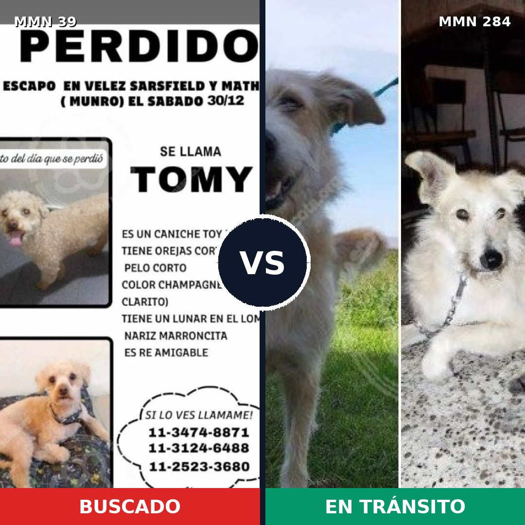 Comparativa MMS 48: mascota perdida y mascota encontrada, 34% de similitud