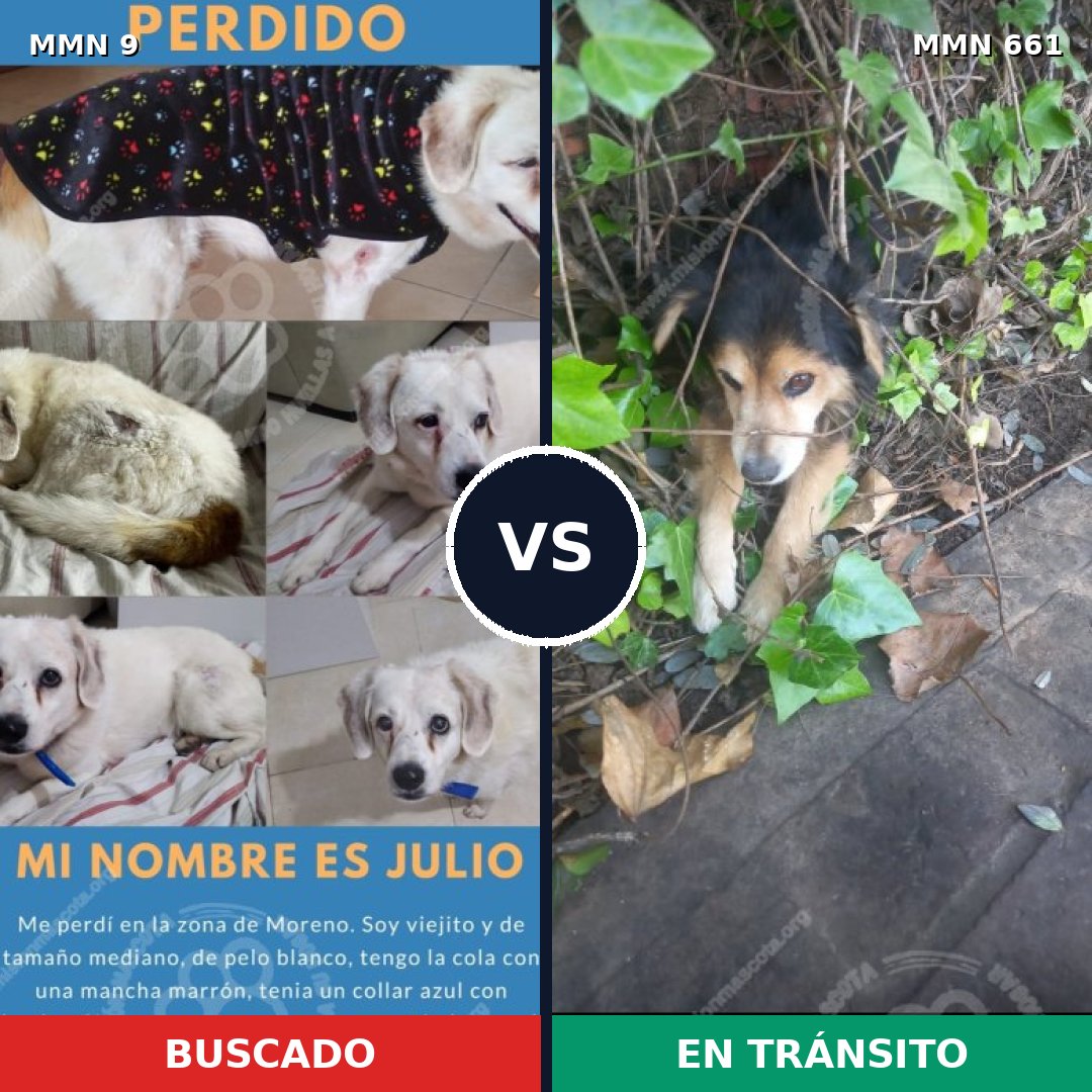 Comparativa MMS 480: mascota perdida y mascota encontrada, 35% de similitud