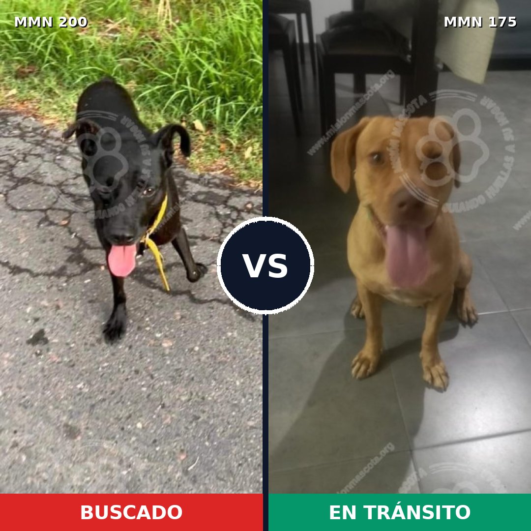 Comparativa MMS 4800: mascota perdida y mascota encontrada, 52% de similitud