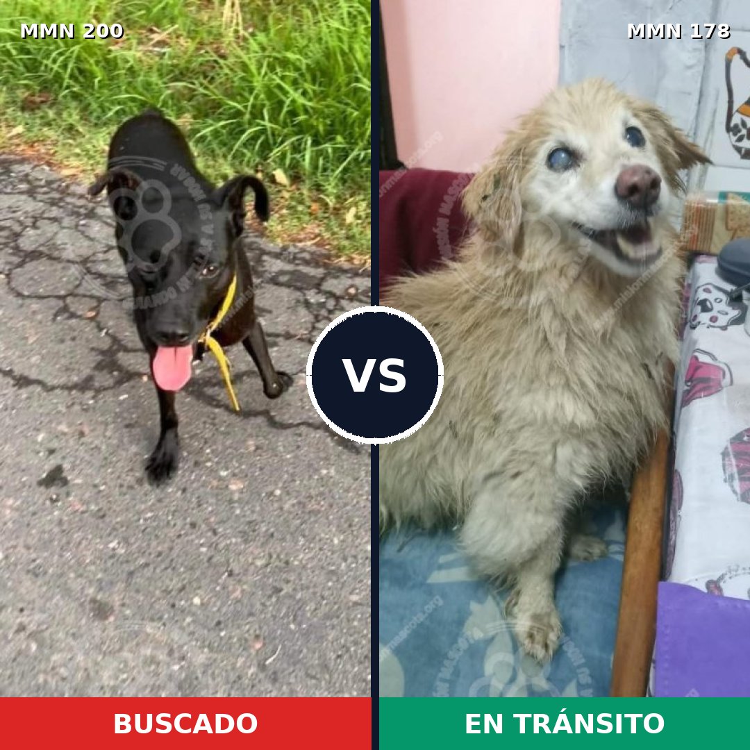 Comparativa MMS 4801: mascota perdida y mascota encontrada, 62% de similitud