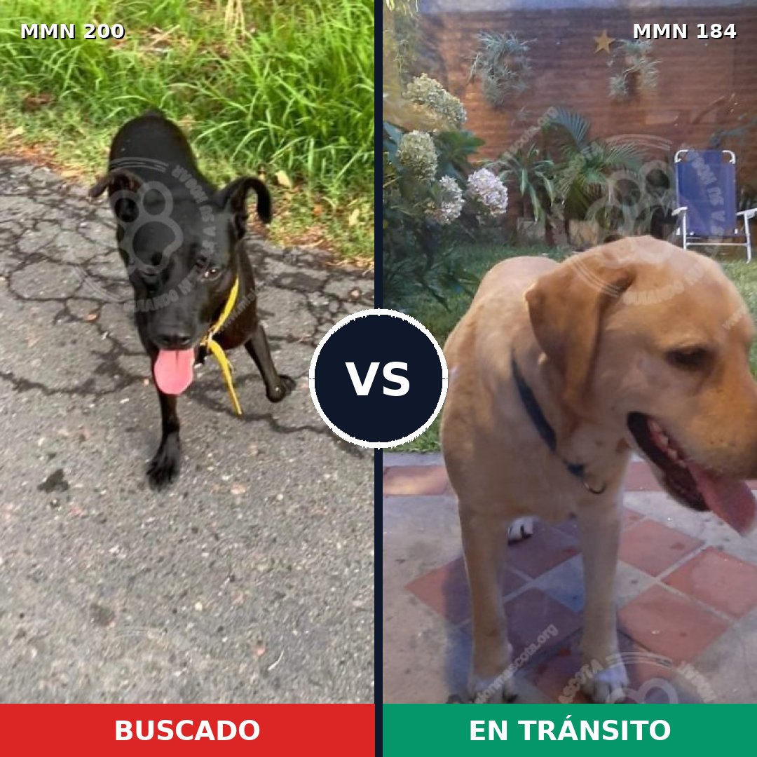 Comparativa MMS 4802: mascota perdida y mascota encontrada, 11% de similitud