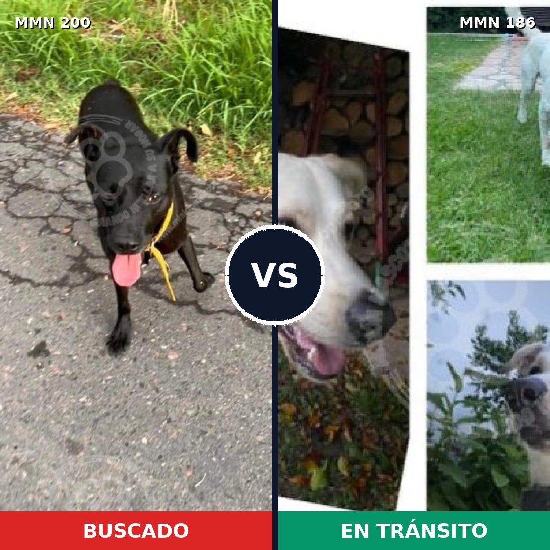 Comparativa MMS 4803: mascota perdida y mascota encontrada, 31% de similitud