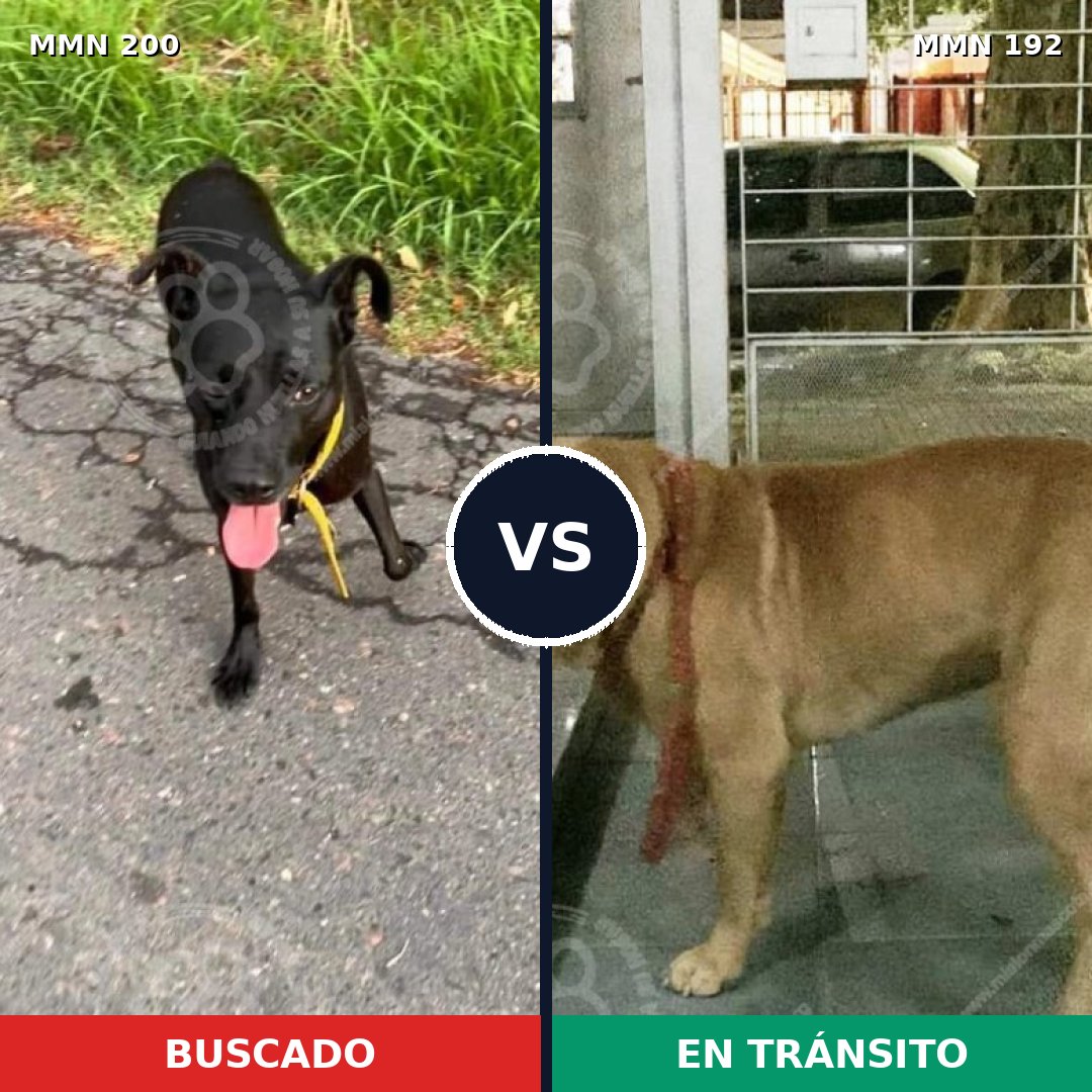 Comparativa MMS 4804: mascota perdida y mascota encontrada, 6% de similitud