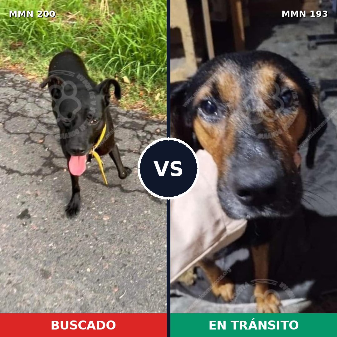 Comparativa MMS 4805: mascota perdida y mascota encontrada, 66% de similitud