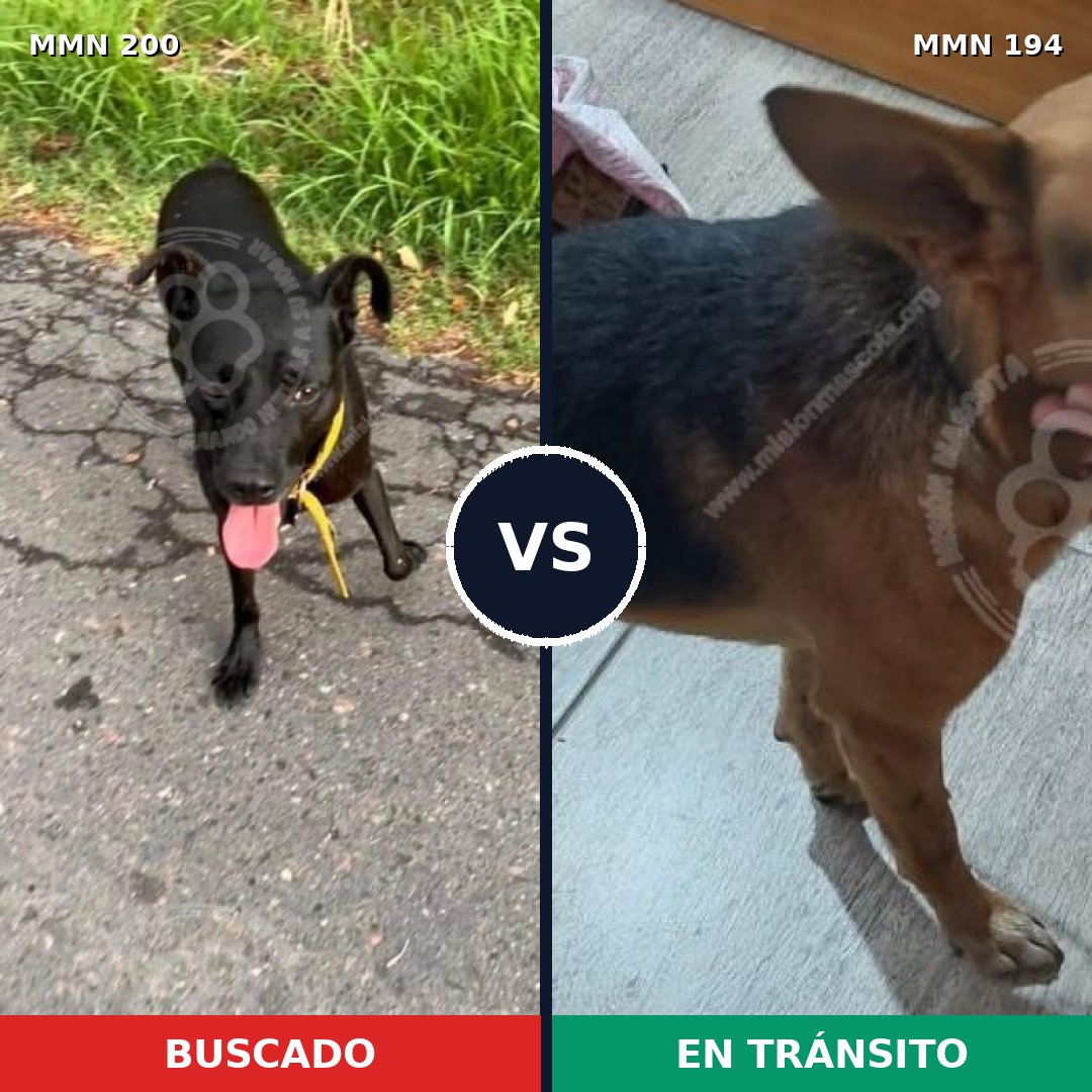 Comparativa MMS 4806: mascota perdida y mascota encontrada, 63% de similitud