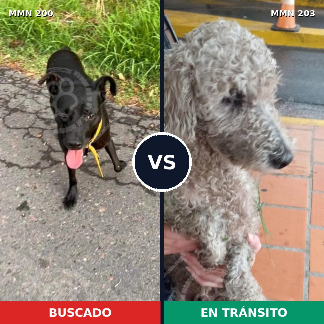 Comparativa MMS 4807: mascota perdida y mascota encontrada, 22% de similitud