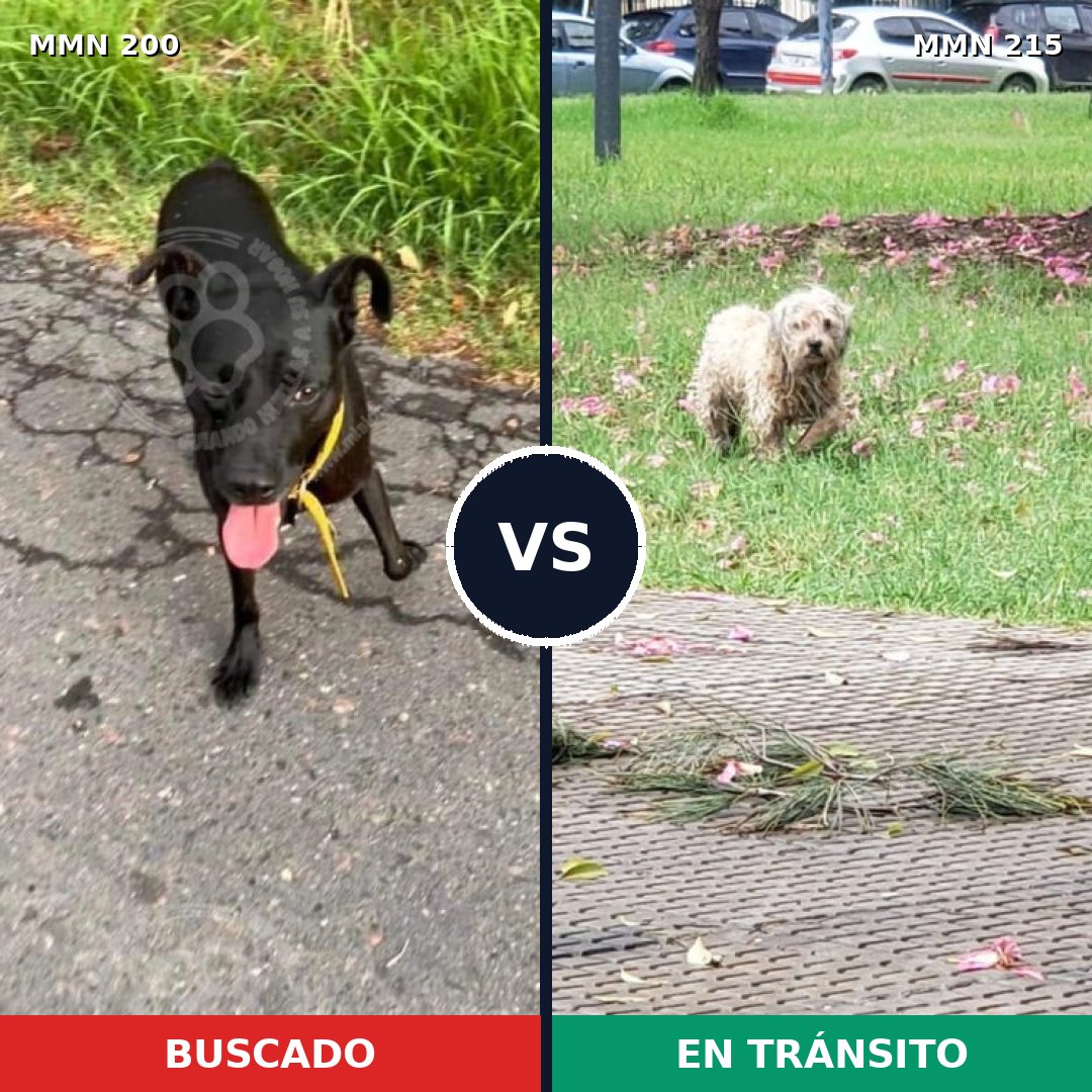 Comparativa MMS 4808: mascota perdida y mascota encontrada, 25% de similitud