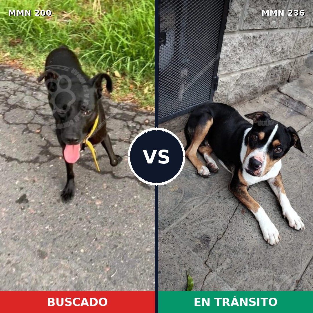 Comparativa MMS 4809: mascota perdida y mascota encontrada, 73% de similitud