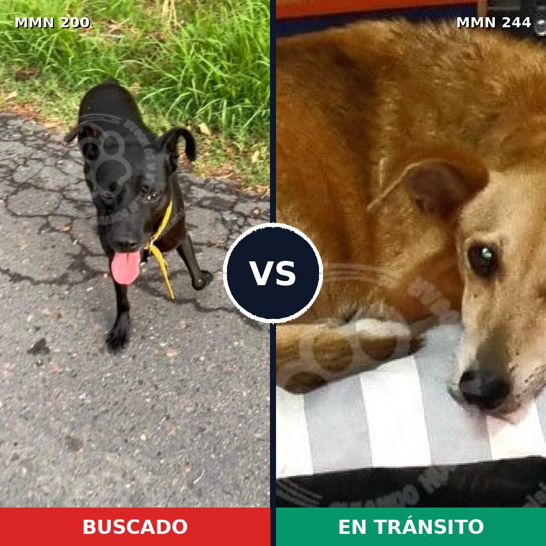 Comparativa MMS 4811: mascota perdida y mascota encontrada, 50% de similitud