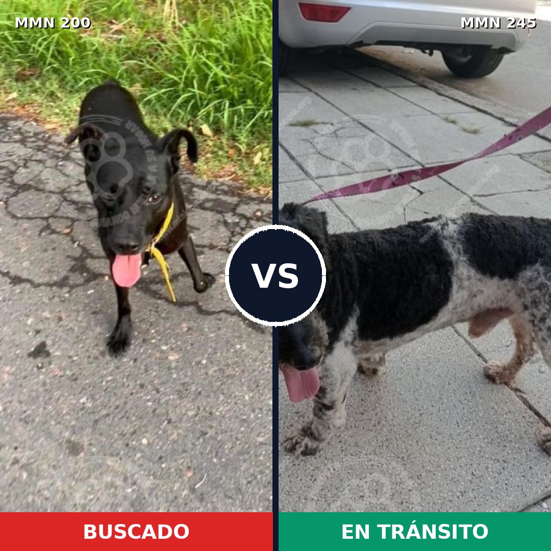 Comparativa MMS 4812: mascota perdida y mascota encontrada, 81% de similitud