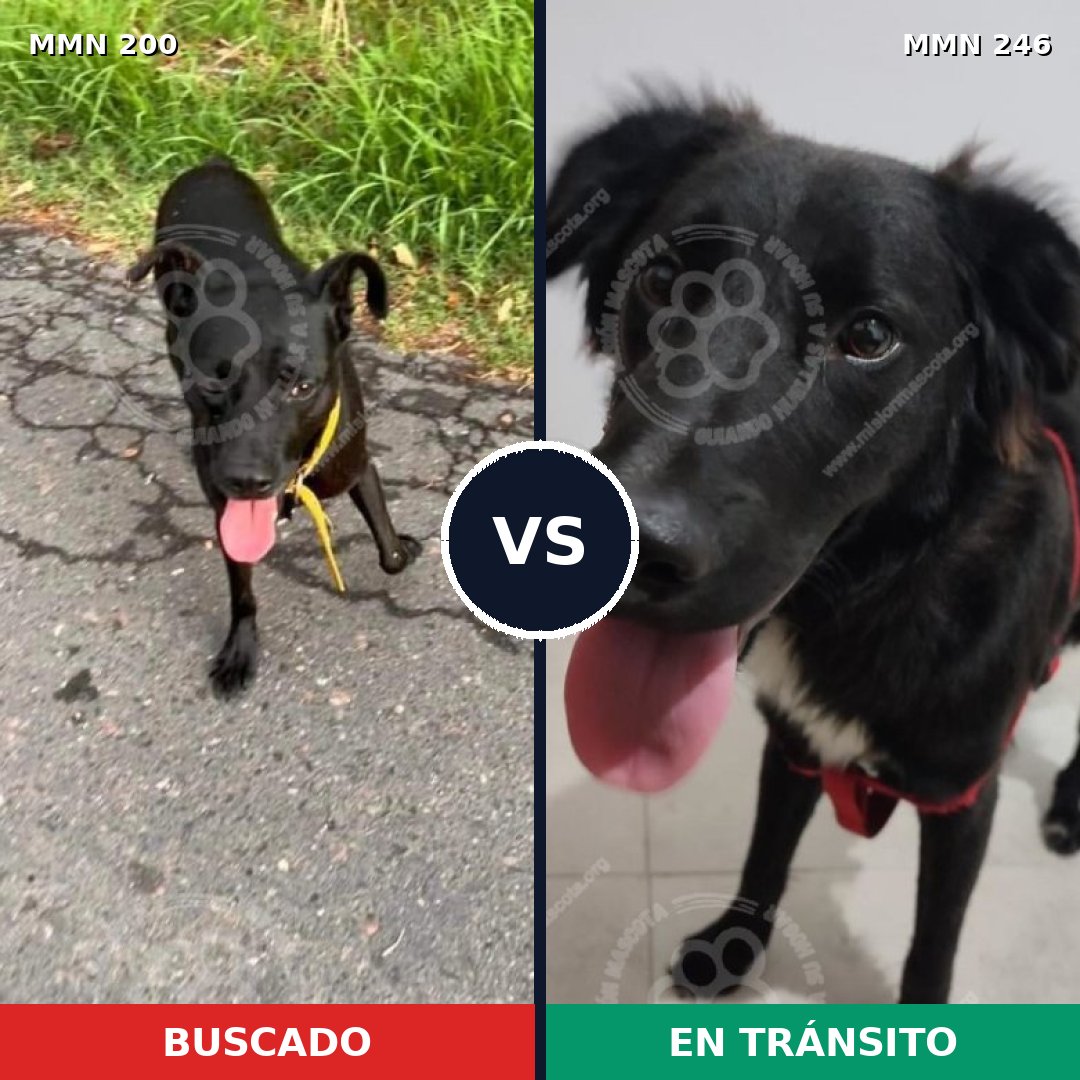 Comparativa MMS 4813: mascota perdida y mascota encontrada, 71% de similitud