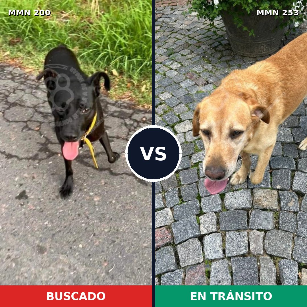 Comparativa MMS 4814: mascota perdida y mascota encontrada, 11% de similitud