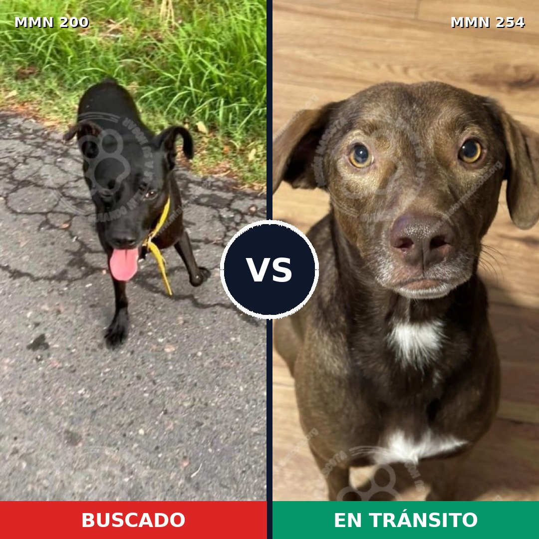 Comparativa MMS 4815: mascota perdida y mascota encontrada, 64% de similitud