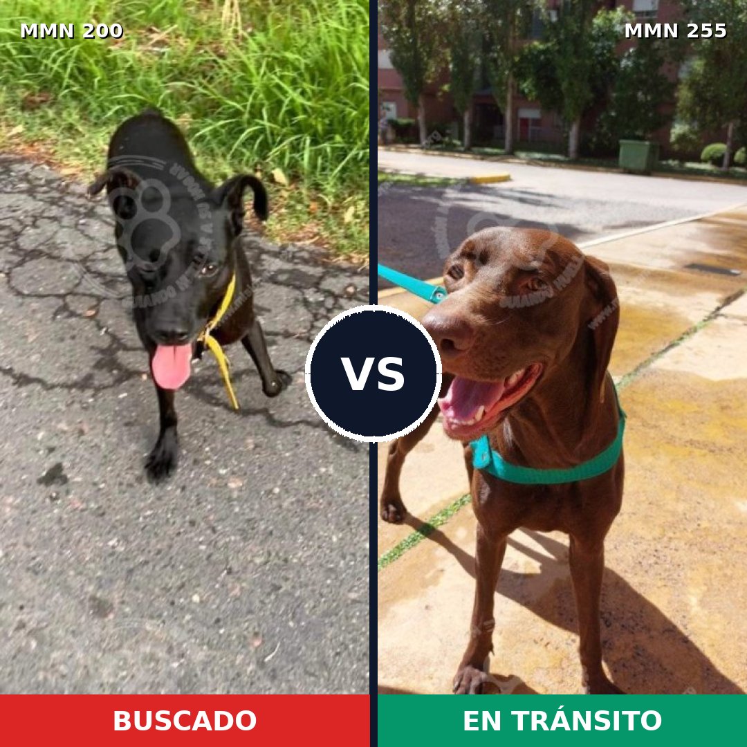 Comparativa MMS 4816: mascota perdida y mascota encontrada, 6% de similitud