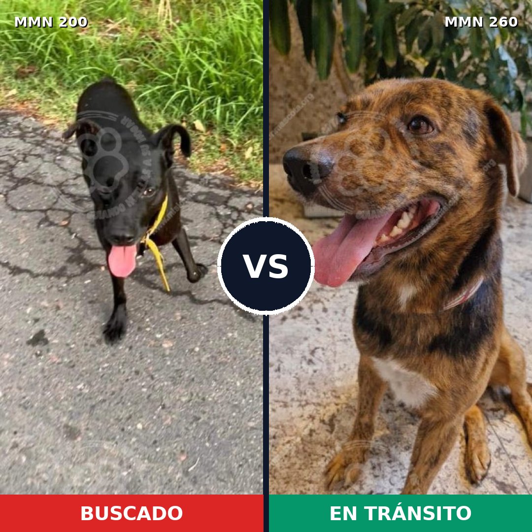 Comparativa MMS 4817: mascota perdida y mascota encontrada, 23% de similitud