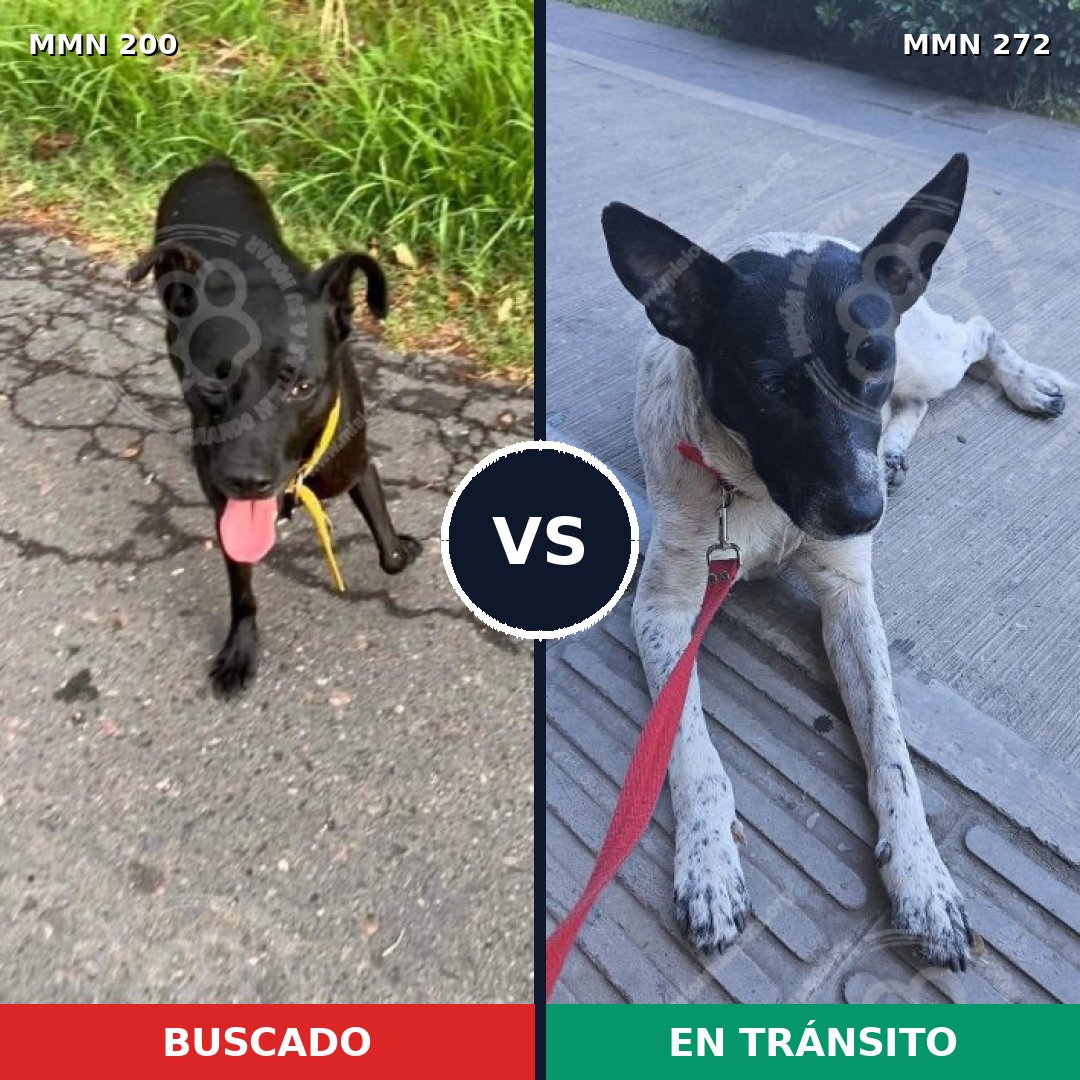 Comparativa MMS 4818: mascota perdida y mascota encontrada, 44% de similitud