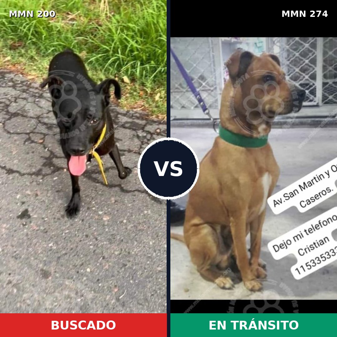 Comparativa MMS 4819: mascota perdida y mascota encontrada, 68% de similitud
