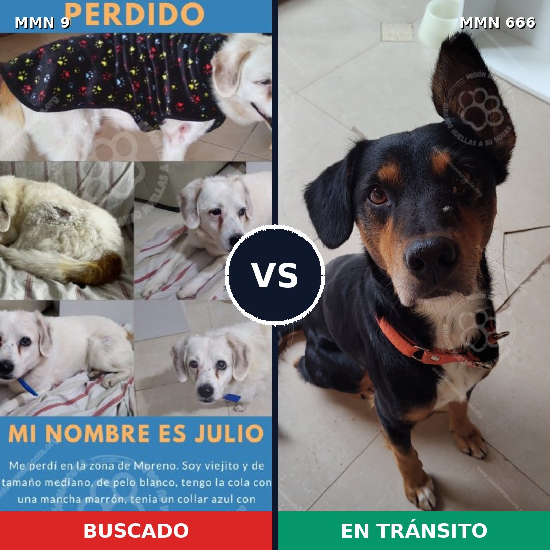 Comparativa MMS 482: mascota perdida y mascota encontrada, 49% de similitud