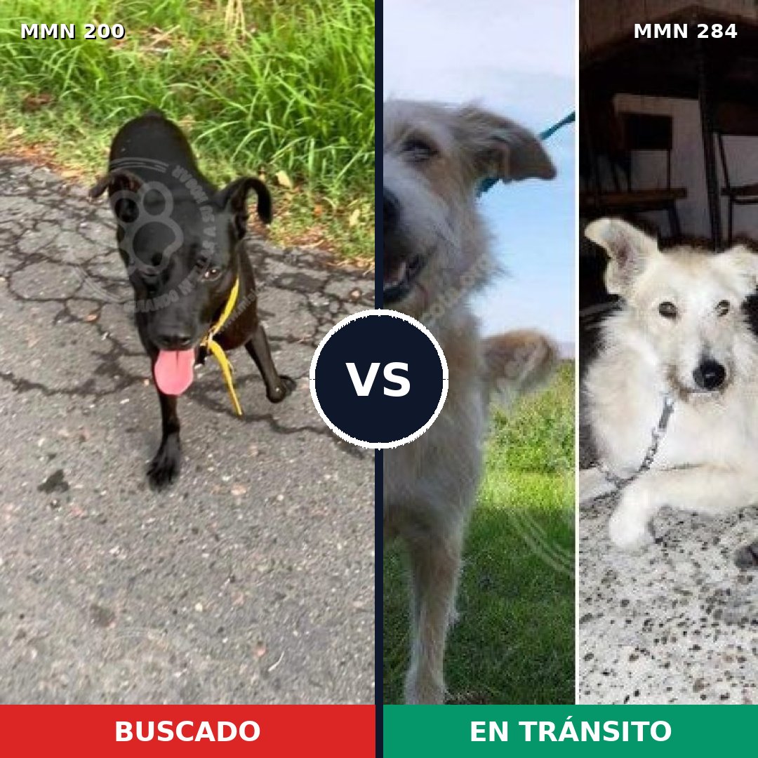 Comparativa MMS 4820: mascota perdida y mascota encontrada, 52% de similitud