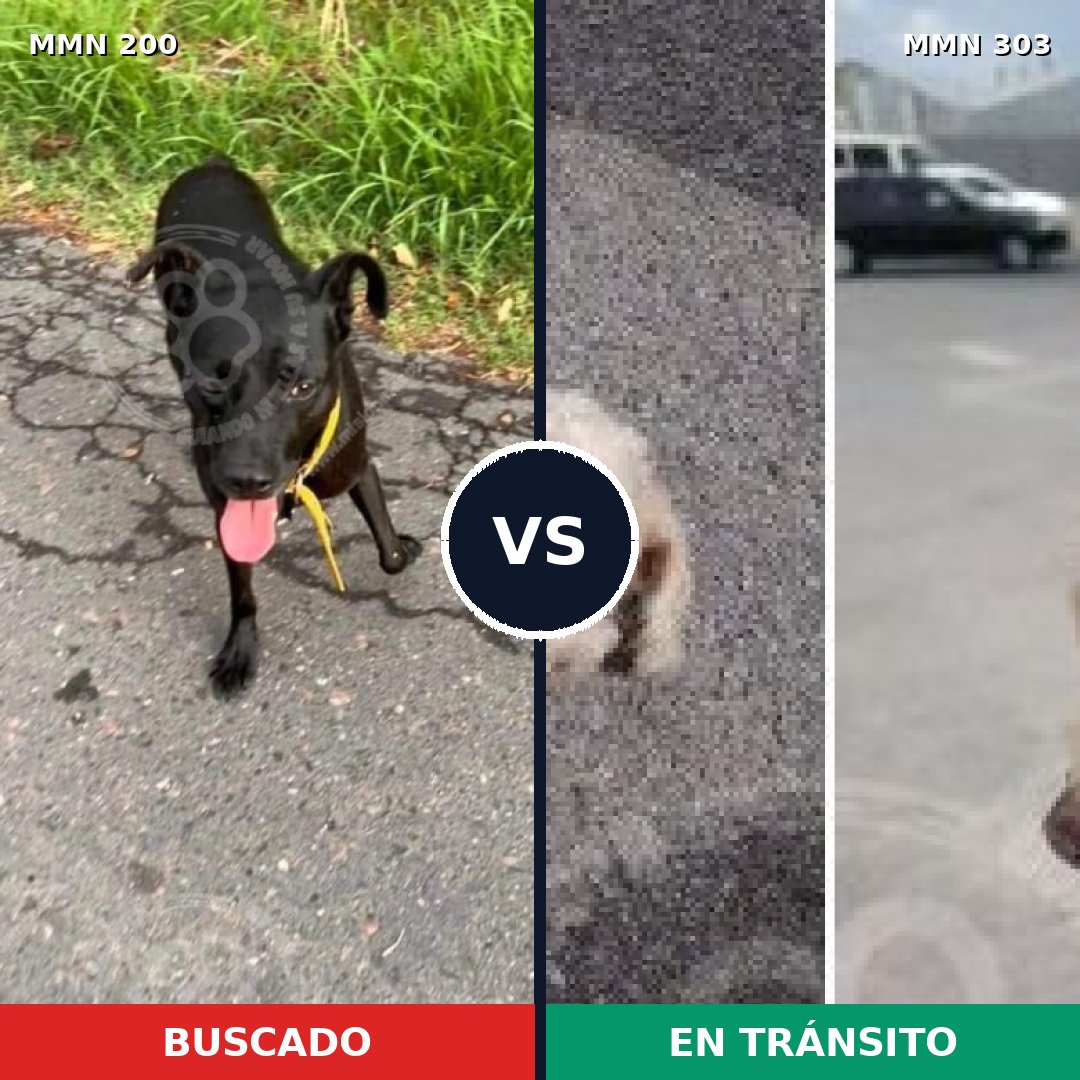 Comparativa MMS 4821: mascota perdida y mascota encontrada, 25% de similitud