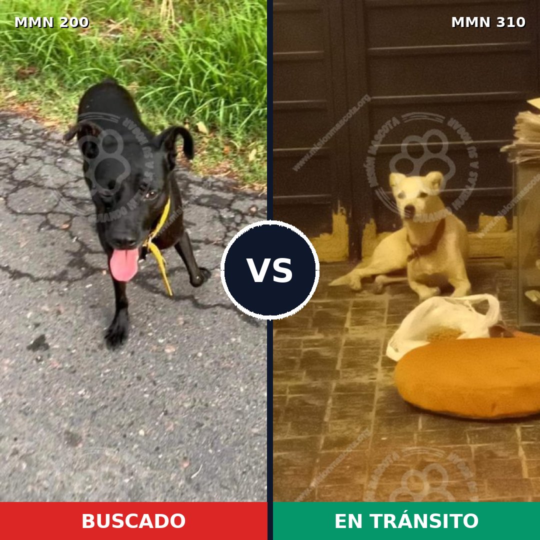Comparativa MMS 4822: mascota perdida y mascota encontrada, 70% de similitud