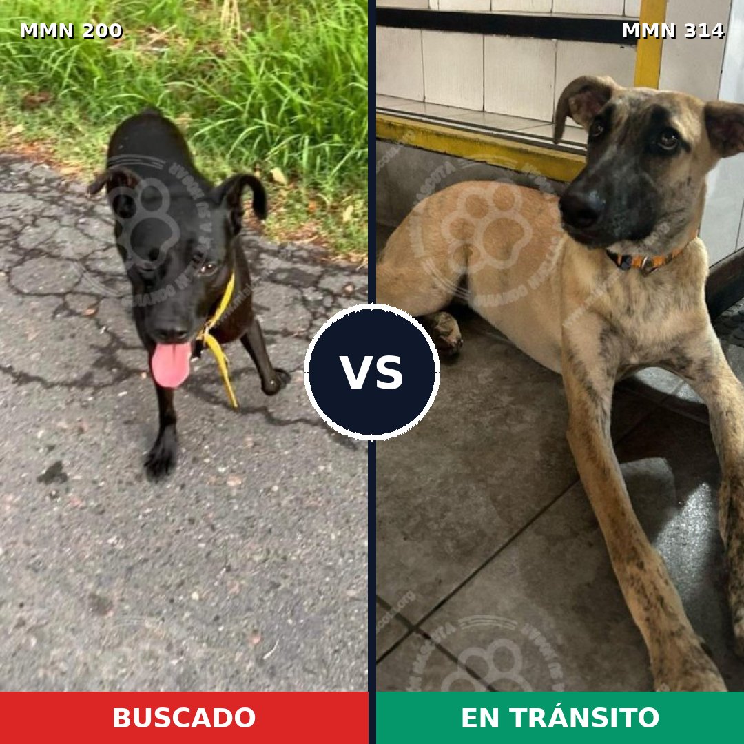 Comparativa MMS 4823: mascota perdida y mascota encontrada, 12% de similitud
