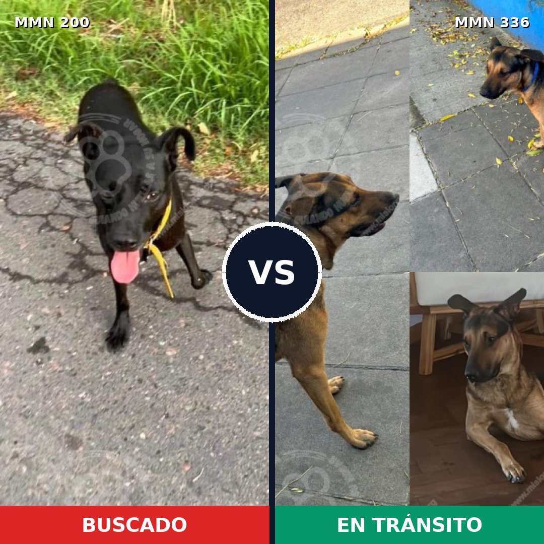Comparativa MMS 4824: mascota perdida y mascota encontrada, 63% de similitud
