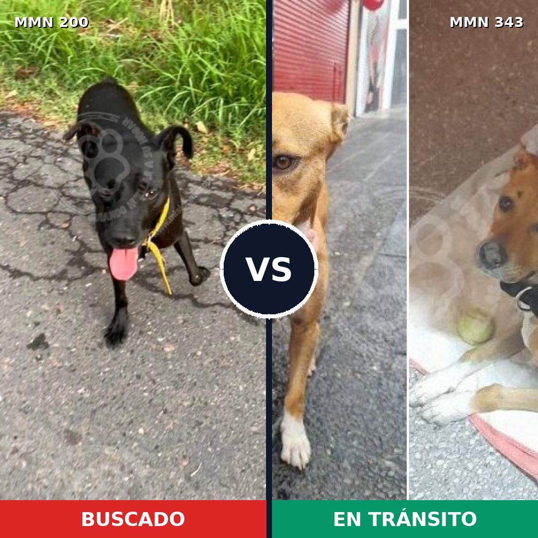 Comparativa MMS 4825: mascota perdida y mascota encontrada, 67% de similitud