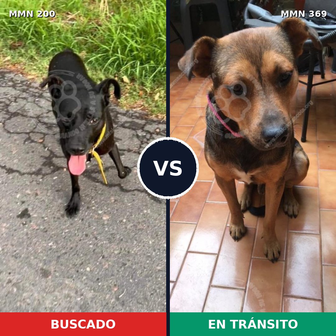 Comparativa MMS 4826: mascota perdida y mascota encontrada, 62% de similitud