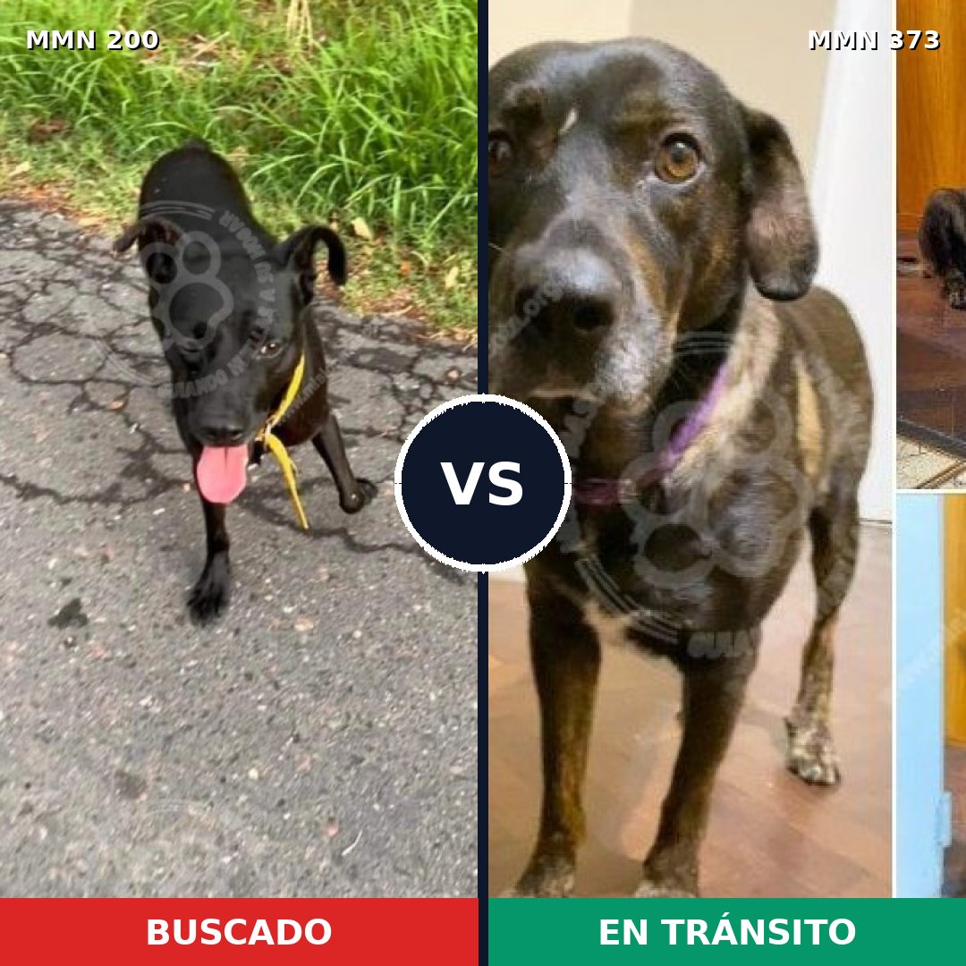 Comparativa MMS 4827: mascota perdida y mascota encontrada, 50% de similitud