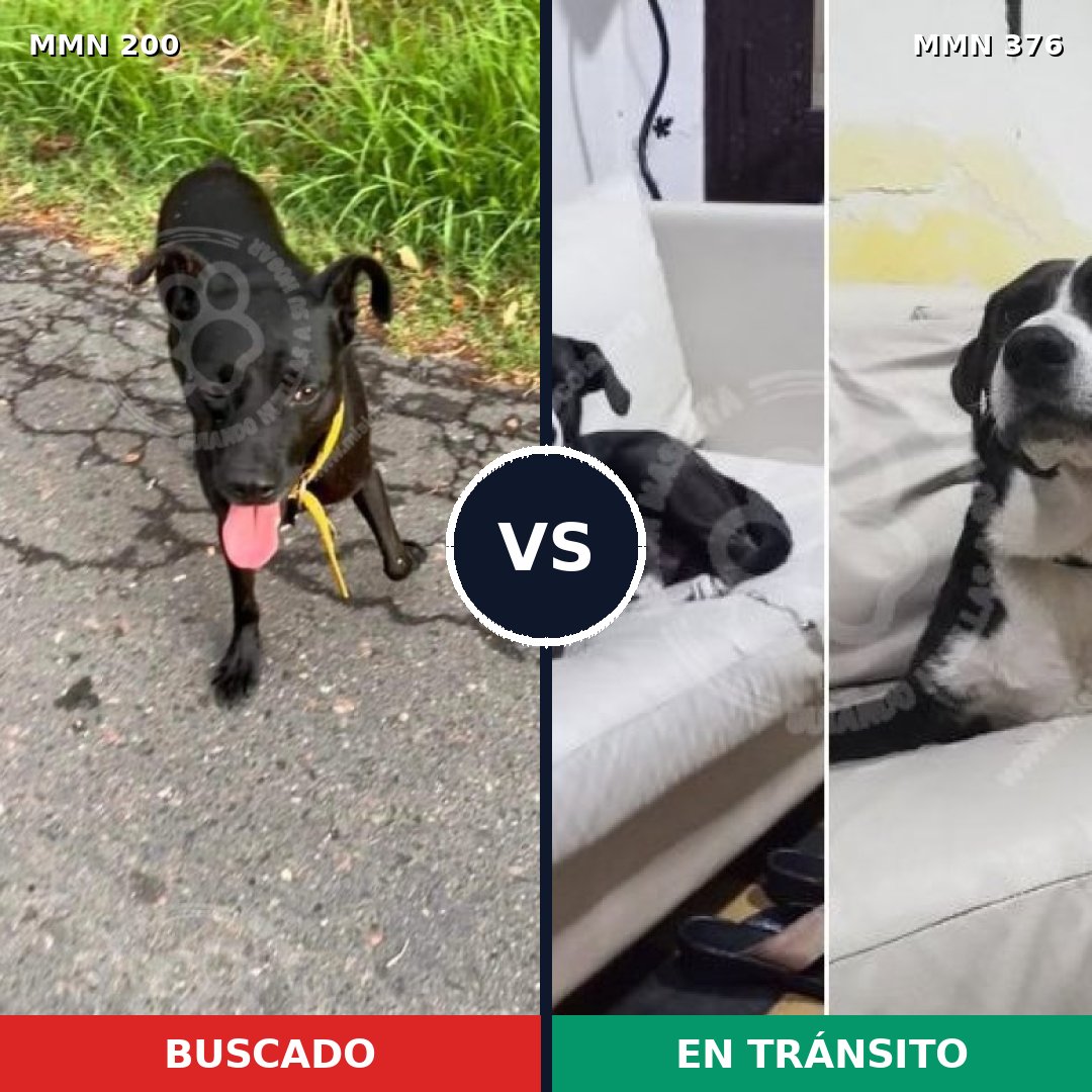 Comparativa MMS 4828: mascota perdida y mascota encontrada, 83% de similitud