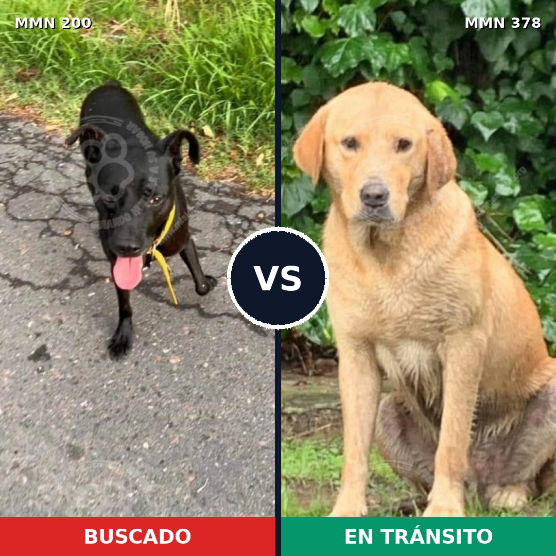 Comparativa MMS 4829: mascota perdida y mascota encontrada, 8% de similitud