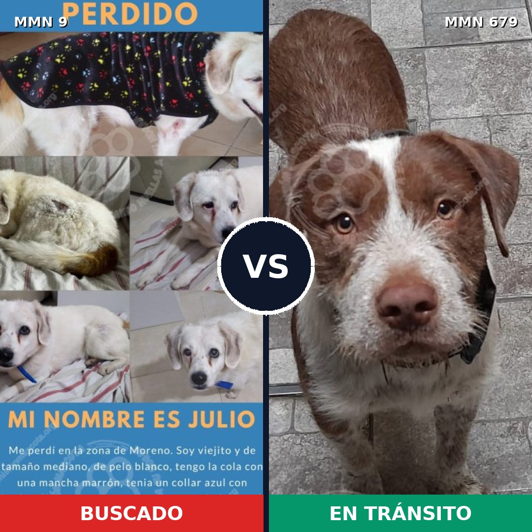 Comparativa MMS 483: mascota perdida y mascota encontrada, 68% de similitud