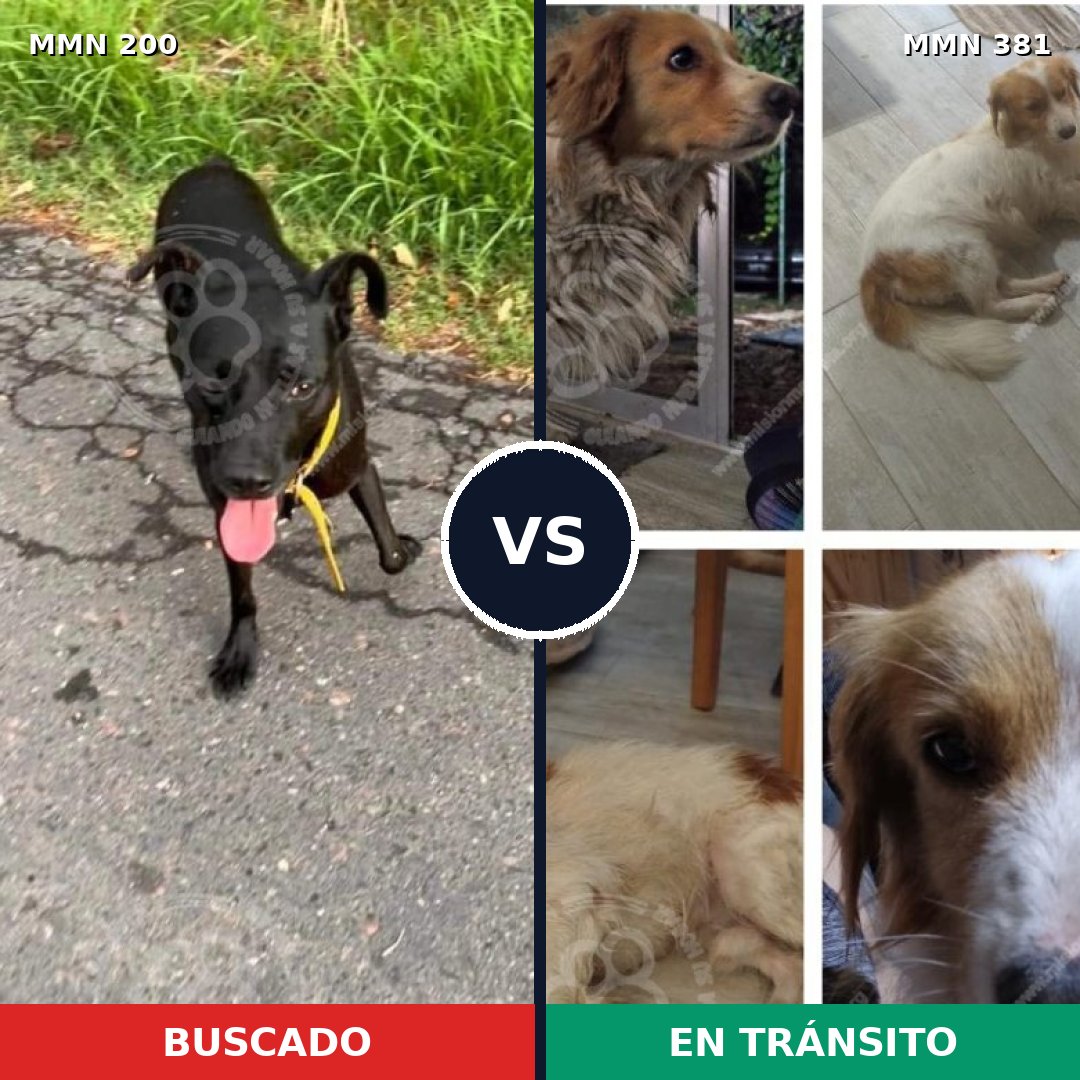 Comparativa MMS 4830: mascota perdida y mascota encontrada, 65% de similitud