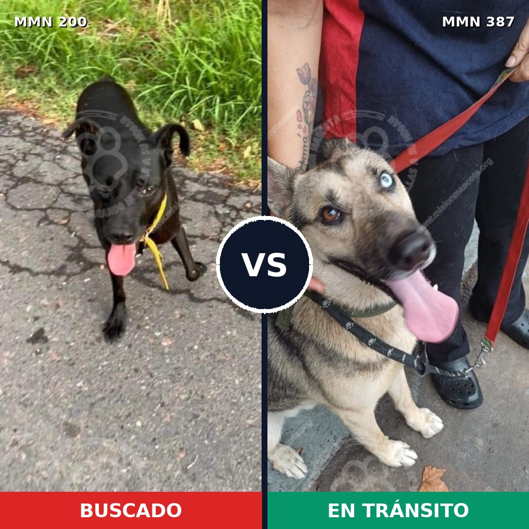 Comparativa MMS 4831: mascota perdida y mascota encontrada, 45% de similitud