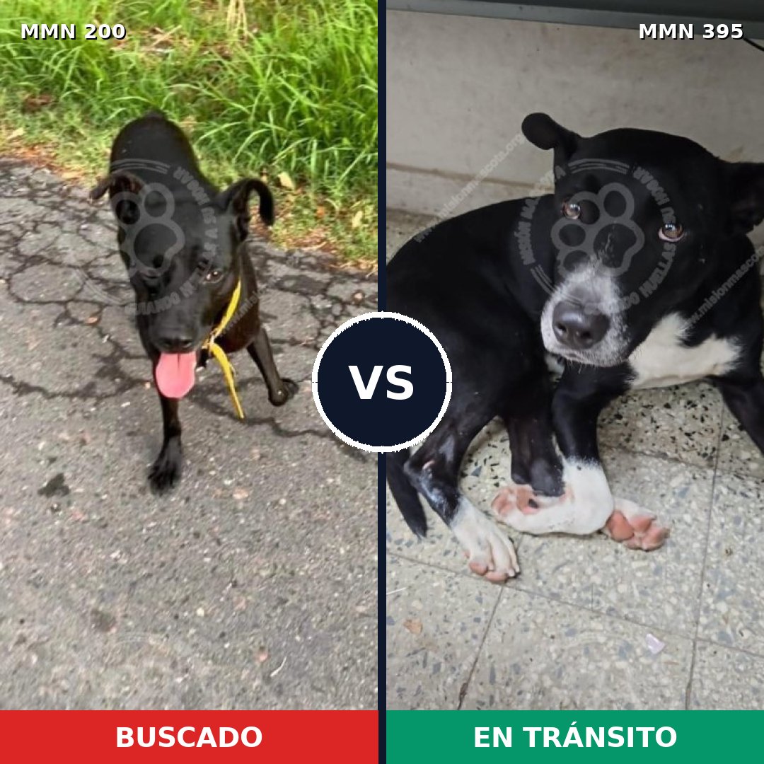 Comparativa MMS 4832: mascota perdida y mascota encontrada, 86% de similitud