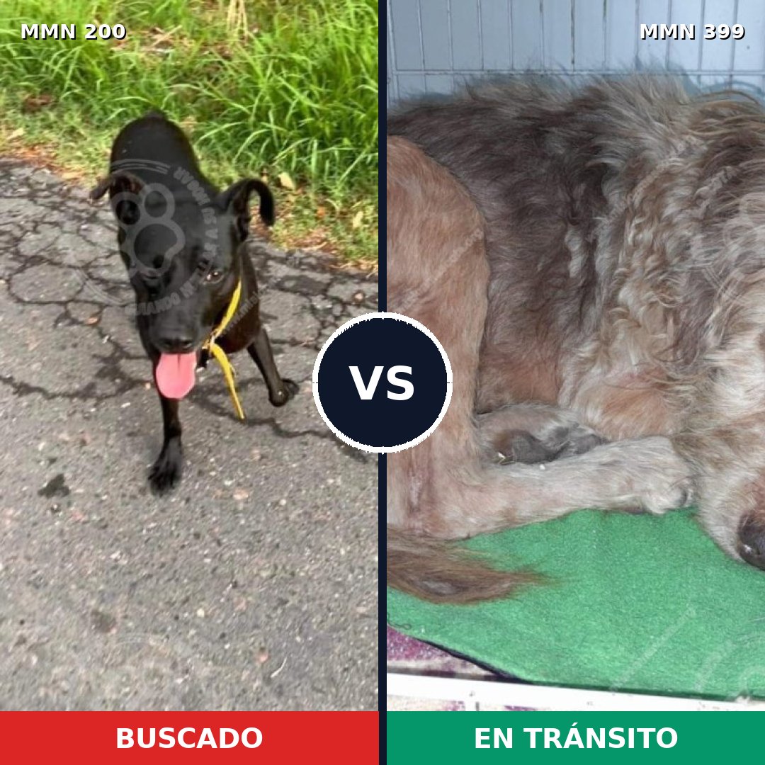 Comparativa MMS 4833: mascota perdida y mascota encontrada, 61% de similitud