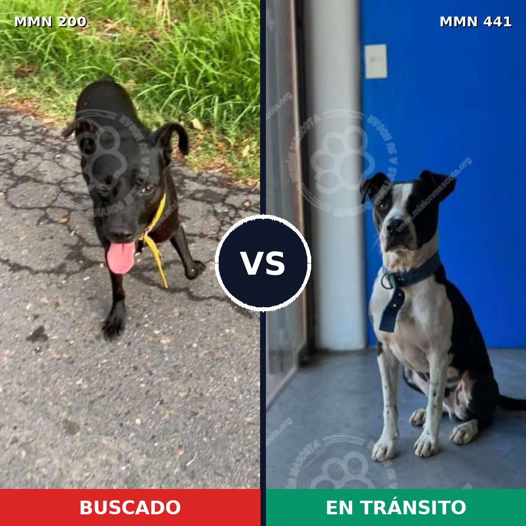 Comparativa MMS 4837: mascota perdida y mascota encontrada, 47% de similitud
