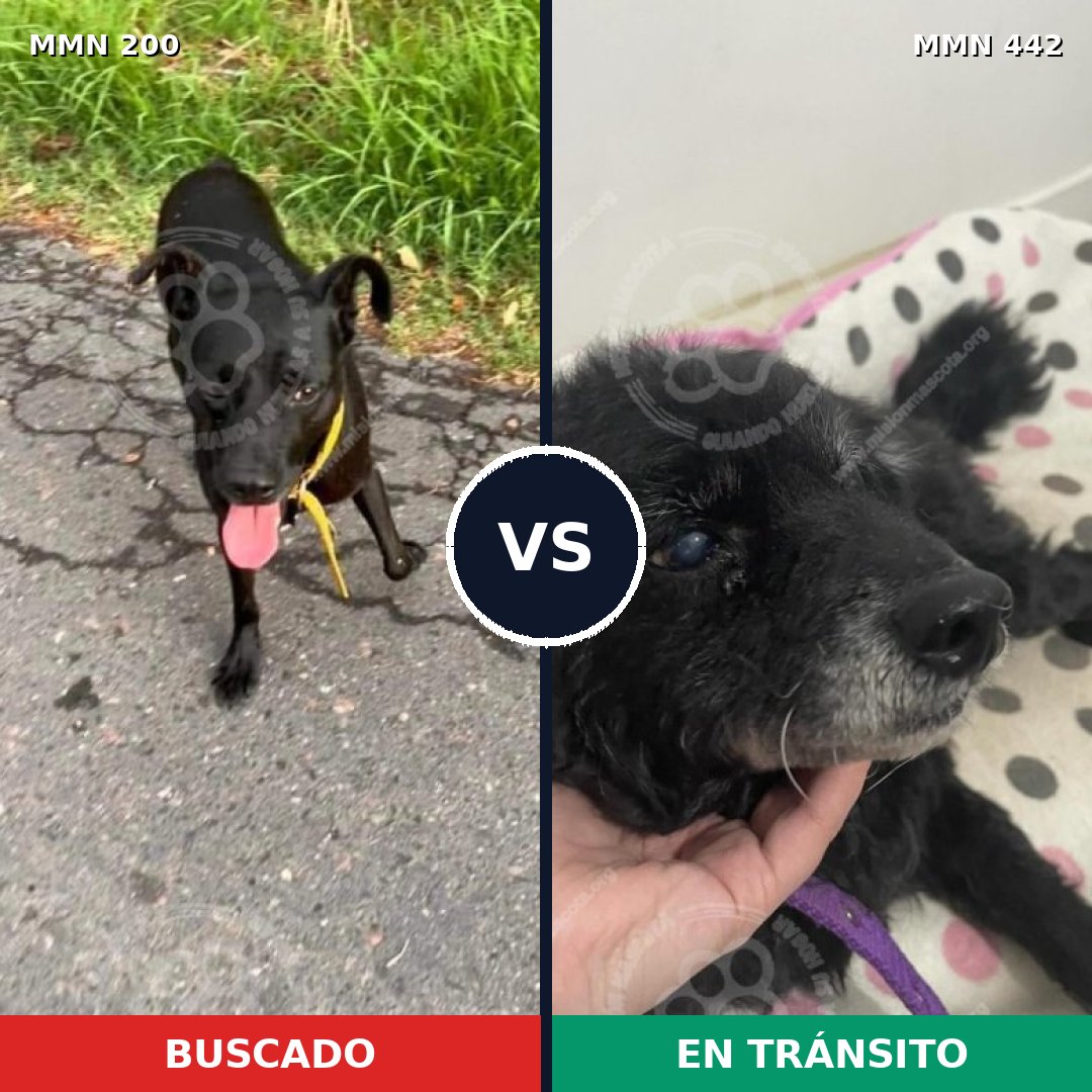 Comparativa MMS 4838: mascota perdida y mascota encontrada, 65% de similitud