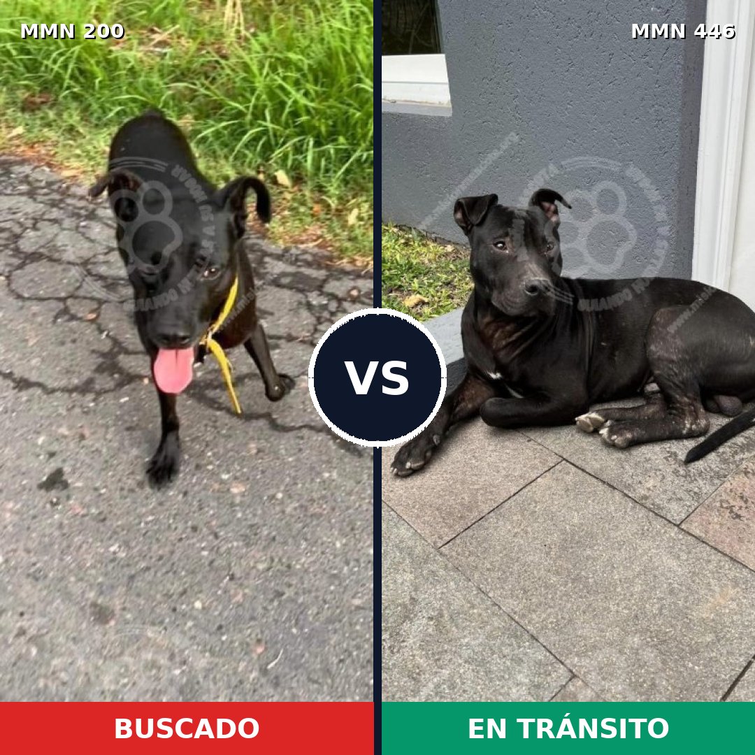 Comparativa MMS 4839: mascota perdida y mascota encontrada, 85% de similitud