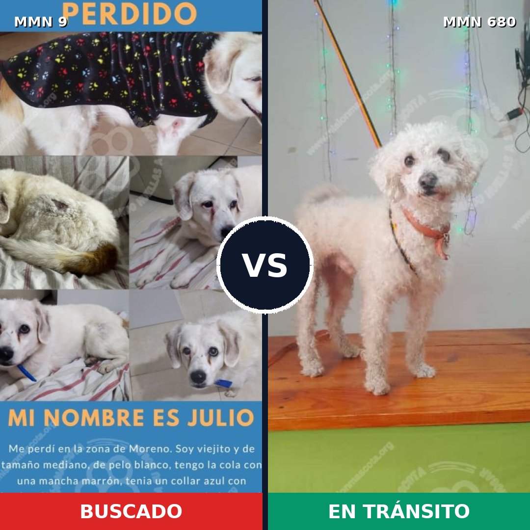 Comparativa MMS 484: mascota perdida y mascota encontrada, 44% de similitud