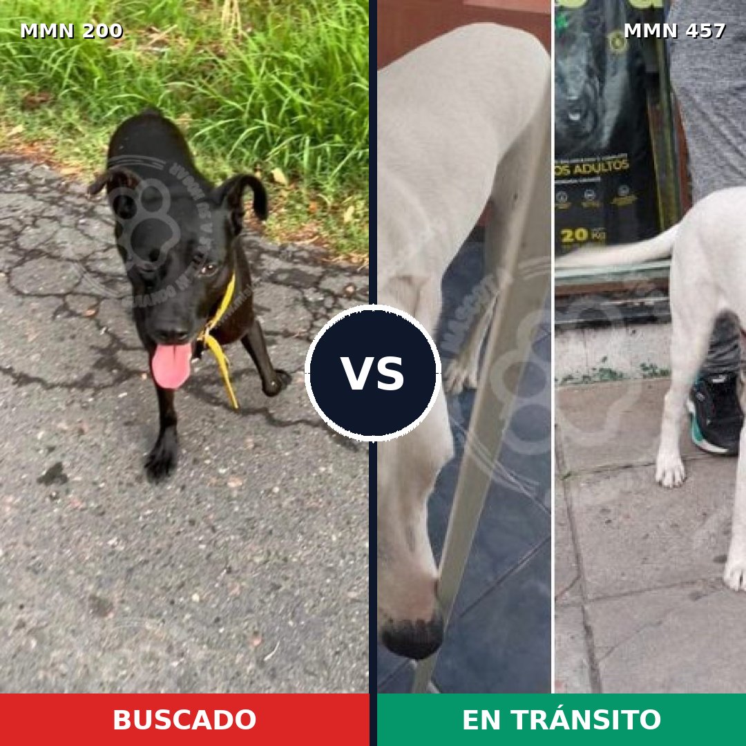 Comparativa MMS 4840: mascota perdida y mascota encontrada, 67% de similitud