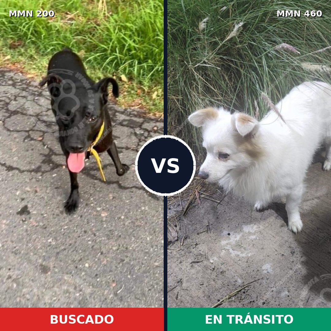 Comparativa MMS 4841: mascota perdida y mascota encontrada, 25% de similitud